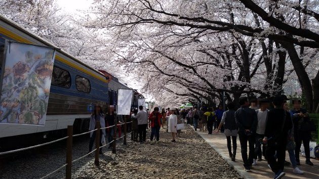 慶和駅桜通りの風景